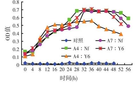 高效乳酸菌和纤维素分解菌混合培养是否会相互抑制生长？
