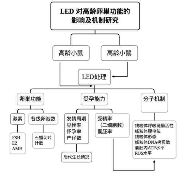 高龄妇女的生育能力下降，LED光照或能改善卵巢功能