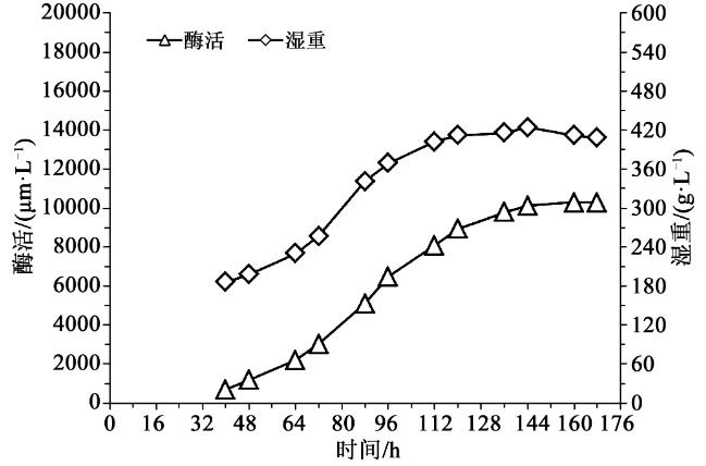 毕赤酵母植酸酶发酵工艺优化：比生长速率多少时甲醇流加补料效果最为理想？