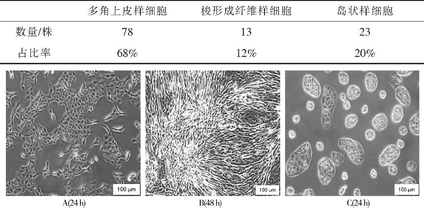 MDCK单克隆细胞复苏活率、生长状态、生长速度和生长形态研究