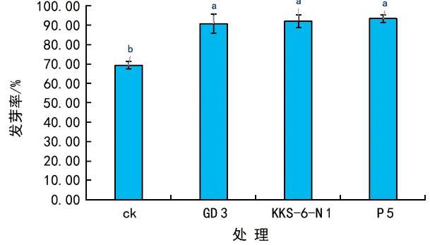 根际细菌菌株可提高辣、及花生种子发芽率，促进幼苗生长