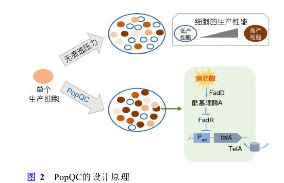 微生物合成食品功能因子方法、研究策略和进展（二）