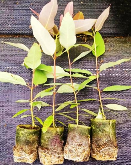桉树接种促生菌分类、对林木生长影响