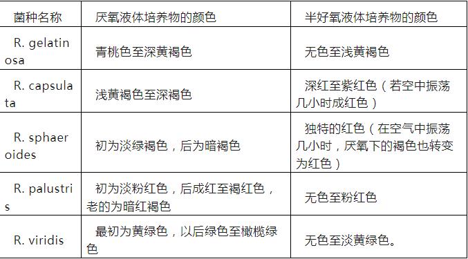 光合细菌怎么培养？光合细菌的培养条件与生产工艺、颜色变化