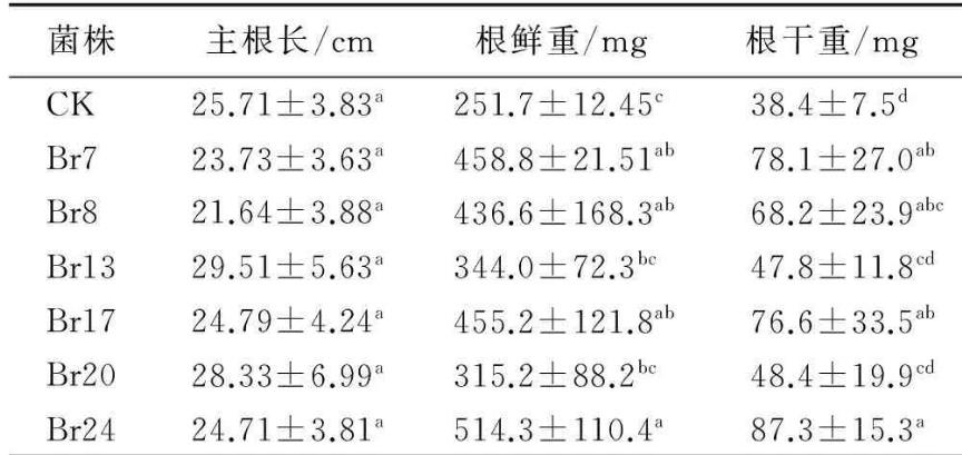根际溶磷菌对牧草品种扁穗雀麦生长促进作用的机理——讨论、结论