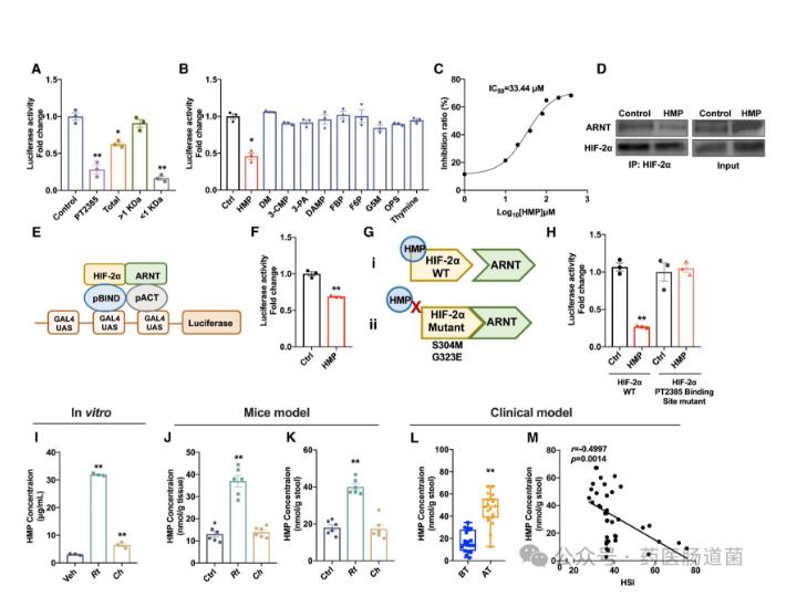 微生物代谢物抑制 HIF-2α-神经酰胺途径，减轻饮食诱导的肝脂肪变性
