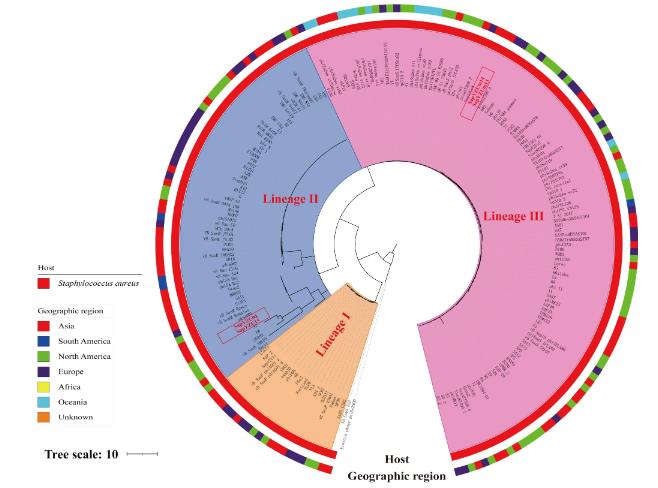 ?4株金黄色葡萄球菌噬菌体形态、生物学特性、生长曲线及基因组特征（三）