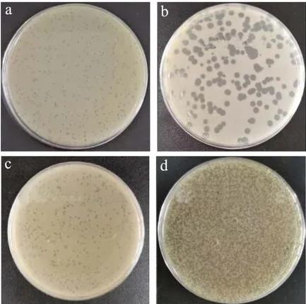 ?4株金黄色葡萄球菌噬菌体形态、生物学特性、生长曲线及基因组特征（一）