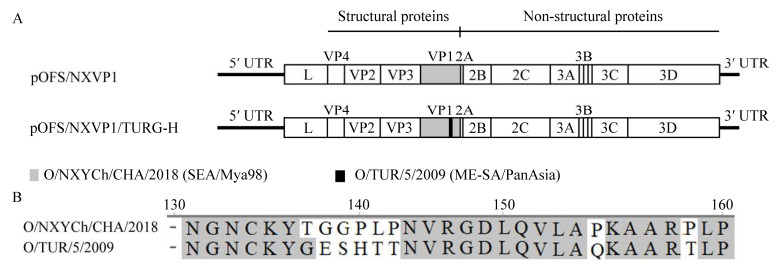 重组?口蹄疫病毒鉴定、生长特性测定及灭活疫苗制备（一）