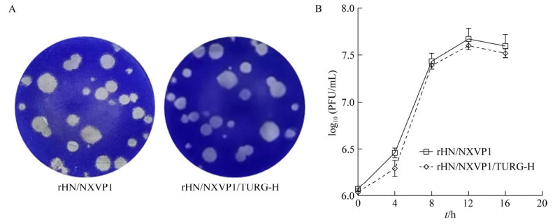 重组?口蹄疫病毒鉴定、生长特性测定及灭活疫苗制备（二）