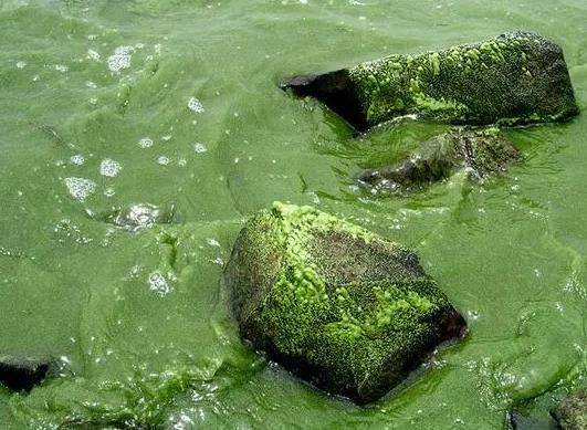 湖泊中细菌的多样性、与湖泊藻类爆发的关系及在湖泊污染治理中的应用