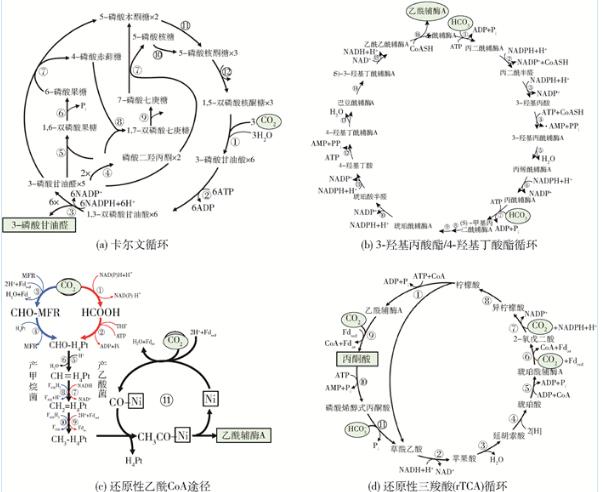 Comammox全程氨氧化菌的生理、代谢特性、在自然环境中分布与影响（二）