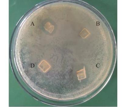 豨莶草果实内生细菌分离、鉴定、生长特性、抑菌效果及药敏分析（二）