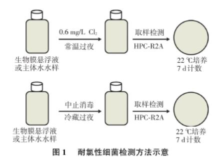 东北某市寒区湖库型主体水和生物膜中耐氯菌数目、再生长现象研究（一）