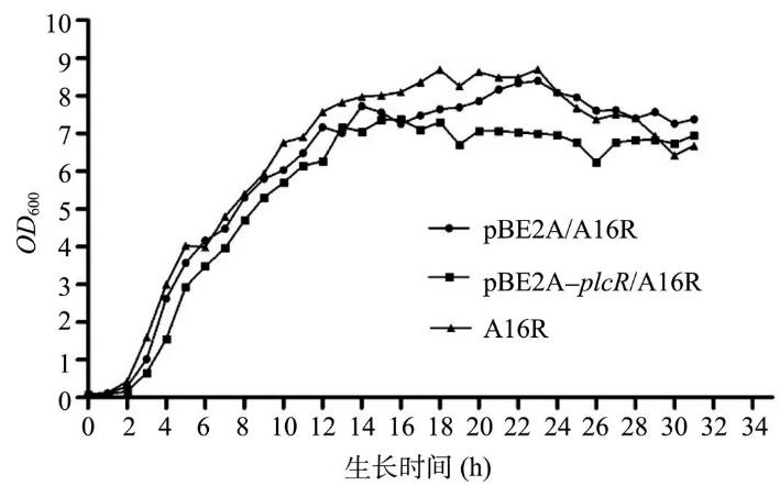 PlcR在炭疽芽胞杆菌A16R中对其生长状态、溶血酶活性及神经磷脂酶活性影响（二）