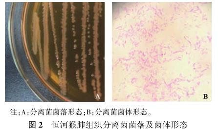 恒河猴肺中阴沟肠杆菌的分离鉴定及药物敏感性试验——结果、讨论
