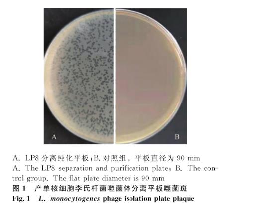 产单核细胞李氏杆菌噬菌体分离、超离、宿主谱鉴定及生长曲线绘制（一）