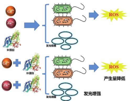 Zn2+、Cd2+、Cry1Ac蛋白单独及联合暴露对大肠杆菌和枯草芽孢杆菌的毒性作用（一）