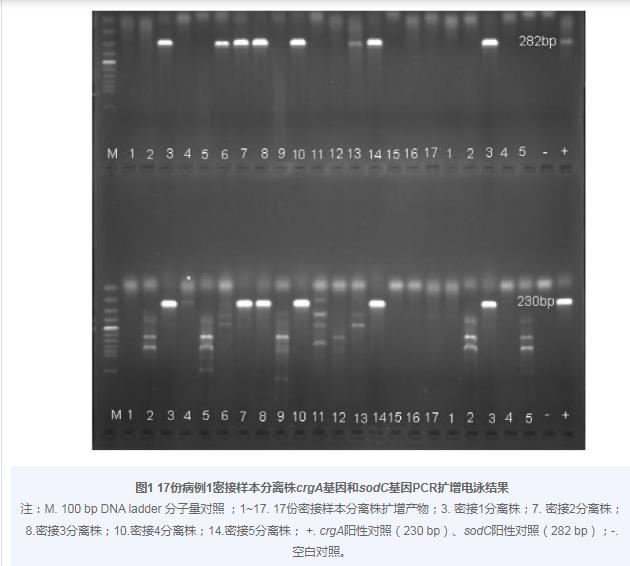 Y群脑膜炎奈瑟菌对13种抗菌药物敏感性试验——摘要、材料与方法