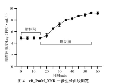 犬奇异变形杆菌及其噬菌体分离鉴定、生长曲线及药敏试验（三）