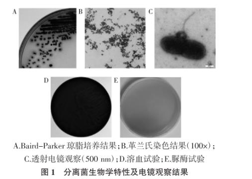 犬奇异变形杆菌及其噬菌体分离鉴定、生长曲线及药敏试验（一）