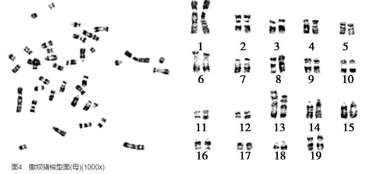 撒坝猪耳缘组织成纤维细胞系生长曲线、生物污染检测结果——结果与分析、讨论