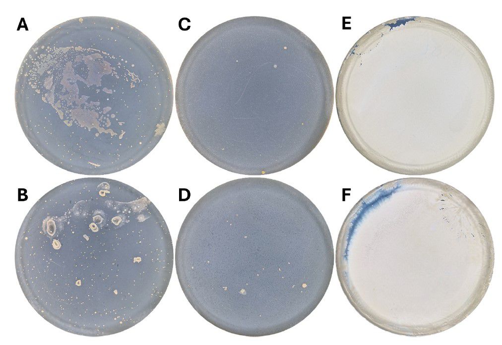微生物生长曲线监测系统&光学延时显微镜用于快速评估吸湿性食品样品中的微生物质量