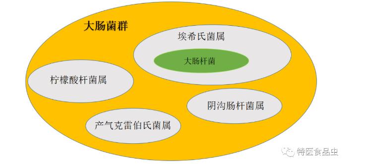 肠杆菌、大肠杆菌、大肠菌群三者有什么区别？如何区分开来？