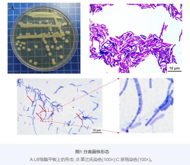 巨大芽孢杆菌BM24生长曲线、耐药性、益生潜力评估及药敏试验（一）