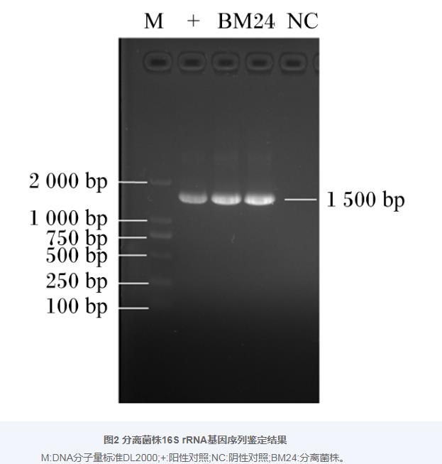 巨大芽孢杆菌BM24生长曲线、耐药性、益生潜力评估及药敏试验（二）