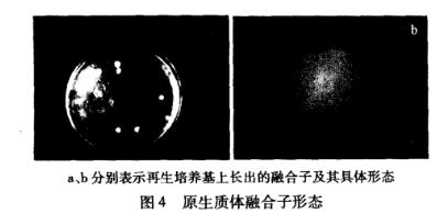 罗尔阿太菌生长曲线、原生质体制备条件及融合技术（四）