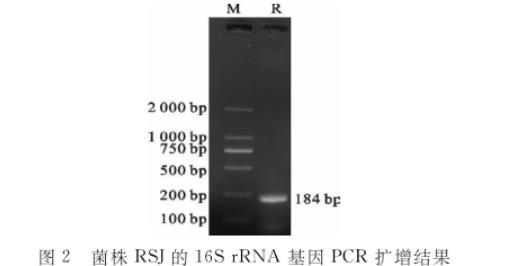 水貂肠道乳酸杆菌RSJ生长曲线及产酸、药敏试验结果（二）