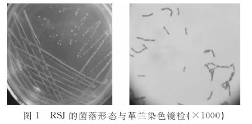 水貂肠道乳酸杆菌RSJ生长曲线及产酸、药敏试验结果（一）