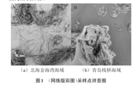 浒苔多糖降解微生物采集、分离、筛选、鉴定及生长曲线测定（一）