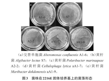 浒苔多糖降解微生物采集、分离、筛选、鉴定及生长曲线测定（三）