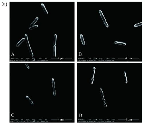 忍冬提取液对酸土脂环酸芽孢杆菌生长曲线、细胞形态和生物膜形成能力的影响（三）