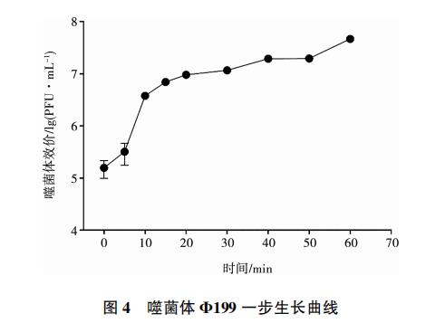 大肠杆菌噬菌体Φ199一步生长曲线、与盐酸克林霉素体外联合应用效果（三）