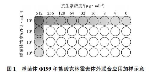 大肠杆菌噬菌体Φ199一步生长曲线、与盐酸克林霉素体外联合应用效果（一）