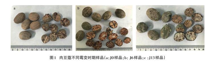 不同霉变时期肉豆蔻饮片需氧菌、霉菌、酵母菌菌落总数统计（一）
