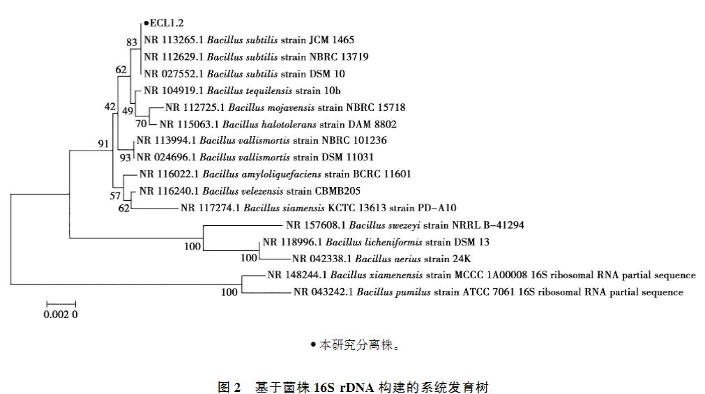 ?高产纤维素酶枯草芽胞杆菌生长曲线、产蛋白酶及α-淀粉酶能力及药物敏感性研究（二）