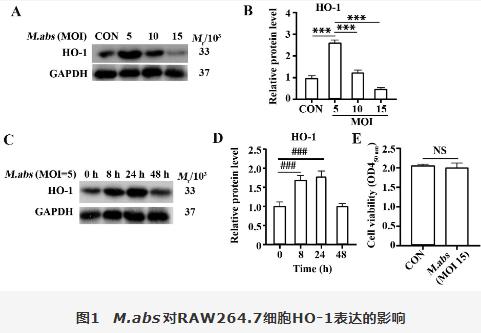 脓肿分枝杆菌胞内菌落计数、对RAW264.7细胞血红素氧化酶1调控自噬影响（一）