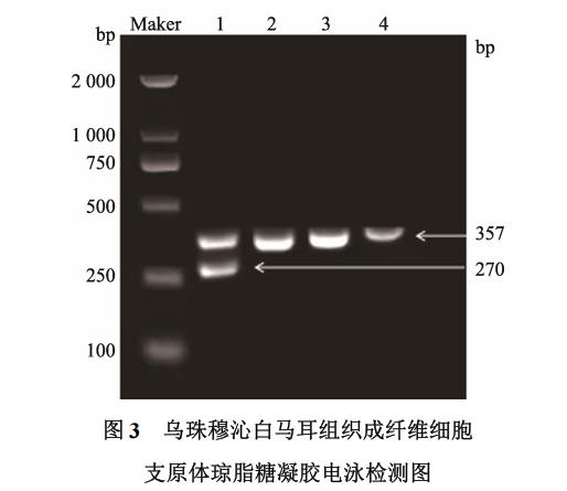 白马耳组织成纤维细胞体外培养、冷冻前及复苏后存活率、生长曲线绘制（二）