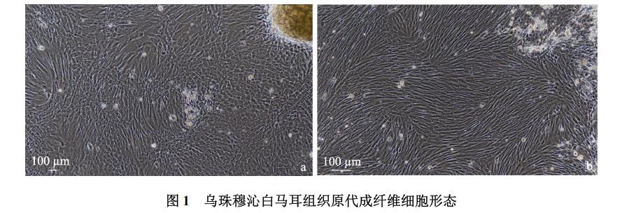 白马耳组织成纤维细胞体外培养、冷冻前及复苏后存活率、生长曲线绘制（一）