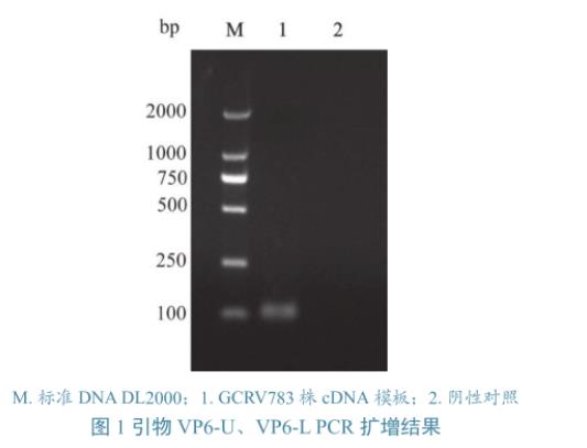 草鱼呼肠孤病毒培养与滴度测定、及在草鱼、CIK细胞上的生长特性研究（二）