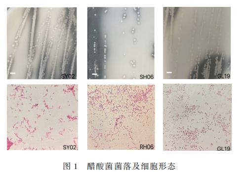 不同乙醇、乙酸、氯化钠、浓度对小米醋发酵过程中醋酸菌生长曲线的影响（一）