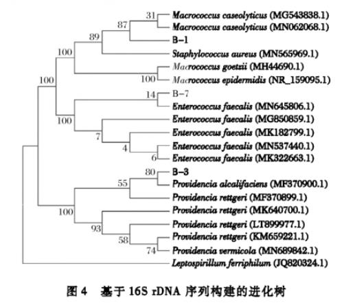 生食大眼金枪鱼中生物胺产生菌分离纯化、菌落总数、生长曲线及形状鉴定（三）