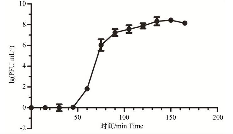 携带抗生素耐药基因沙门菌P1噬菌体-质粒效价、形态、一步生长曲线及最适温度（二）