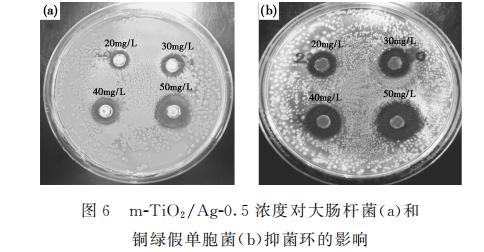 新型纳米复合材料介孔m-TiO?/Ag对大肠杆菌和铜绿假单胞菌生长、抑制作用（一）
