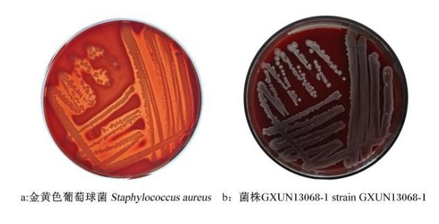 牛源解淀粉芽孢杆菌产纤维素酶活力测定、抗逆性及药敏试验（三）