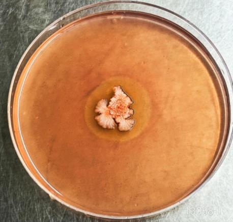 牛源解淀粉芽孢杆菌产纤维素酶活力测定、抗逆性及药敏试验（一）
